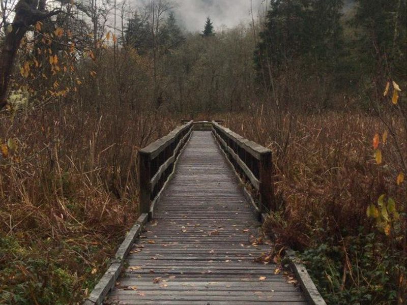 Boardwalk on the Wetlands Trail with the Salmon-Huckleberry Wilderness Area in the background. 