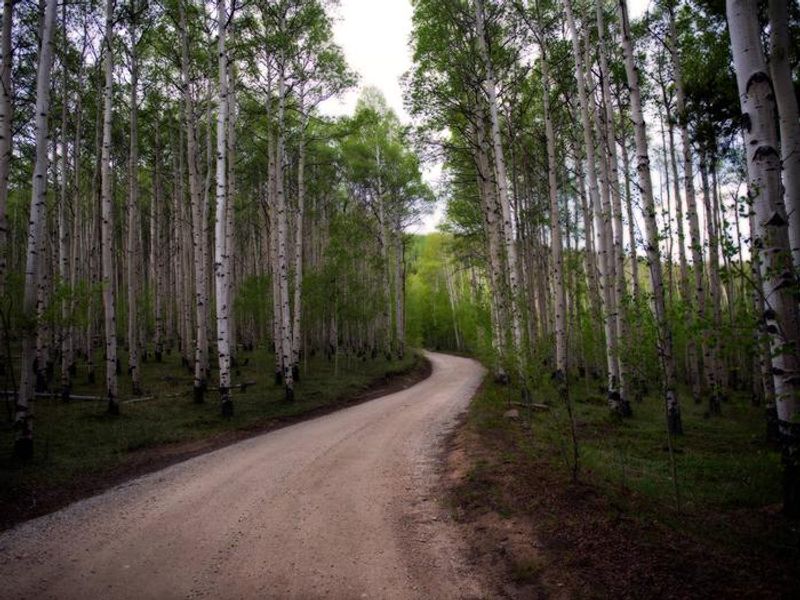 Pike and San Isabel National Forest