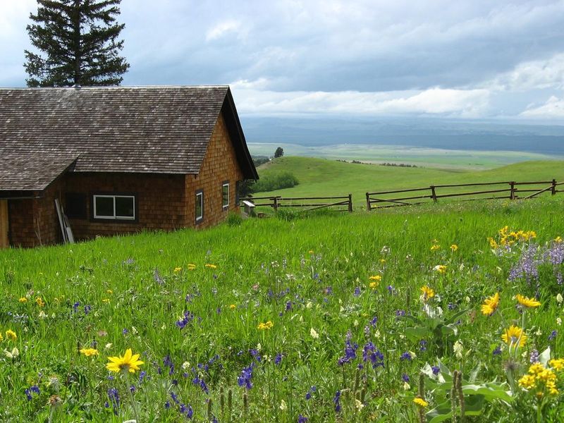 Field of flowers at Porcupine Cabin