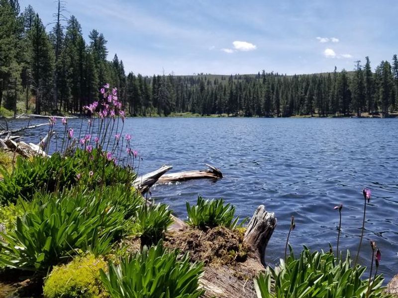 View of Blue Lake from alongside the Blue Lake National Recreation Trail. Shooting Star lilies can be seen in springtime blooming on top of logs near the shore. 