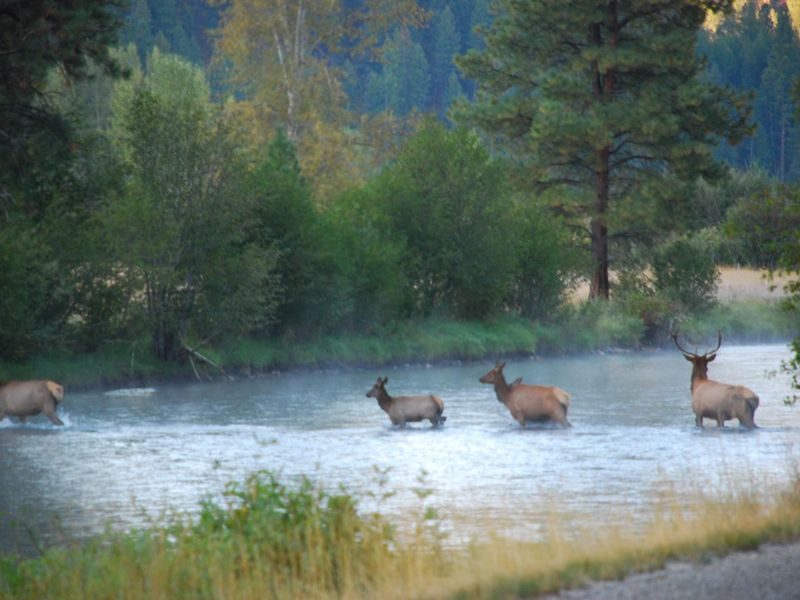 Elk Crossing West Fork Bitterroot River downstream of Alta Campground