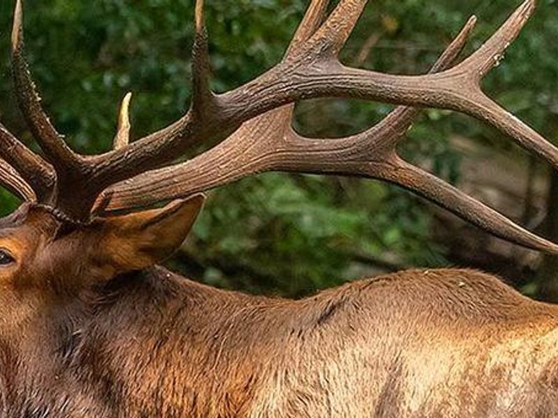 Elk