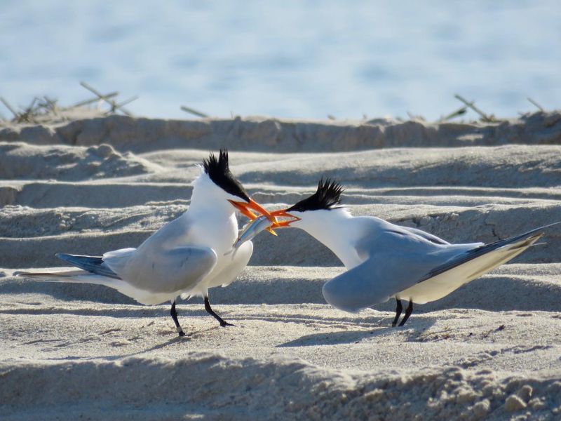 Royal Terns tussle over a tasty fish.