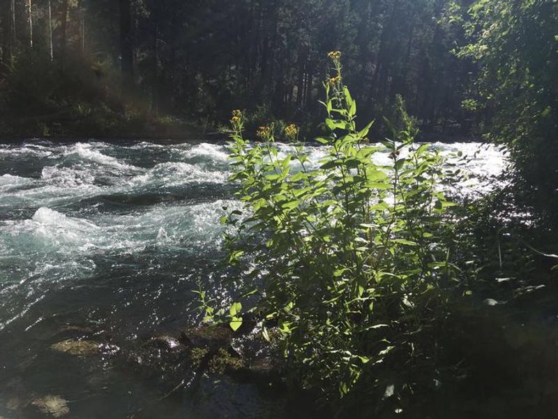 The Metolius River runs cold and clear