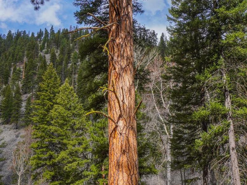 Large ponderosa pine trees throughout Alta Campground