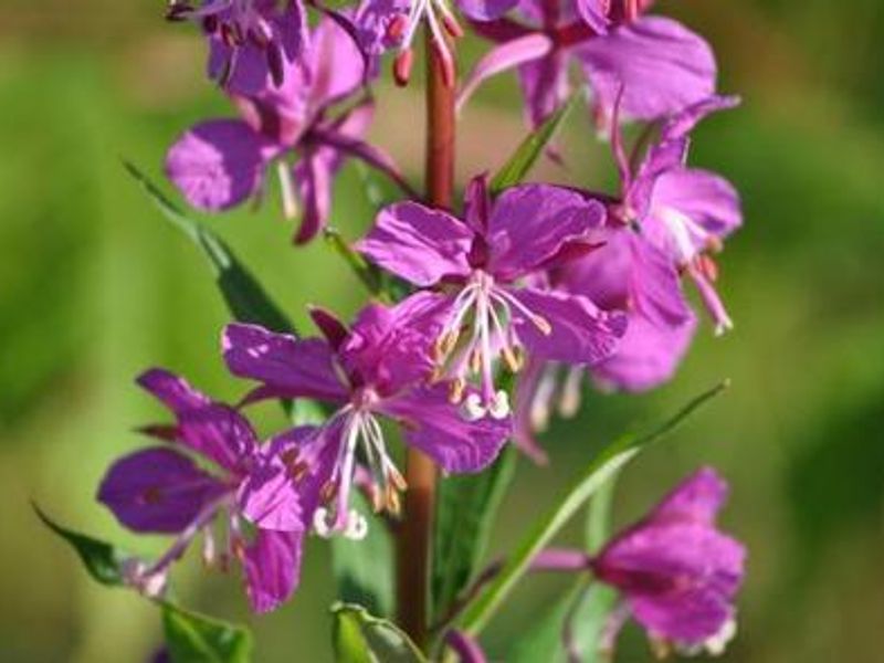 KENNEL CREEK CABIN (AK)