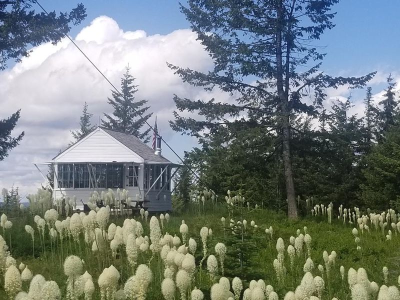 Bear grass blooms early summer