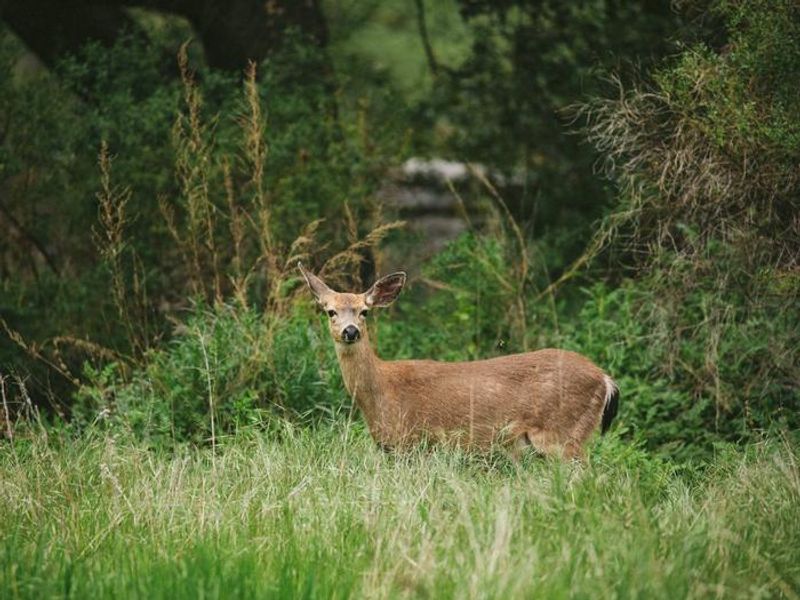 Deer at Pinnacles Campground