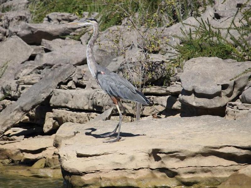 Blue Herron along the shoreline