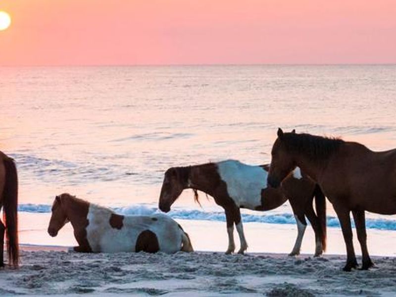 A band of wild horses enjoy the ocean breeze.