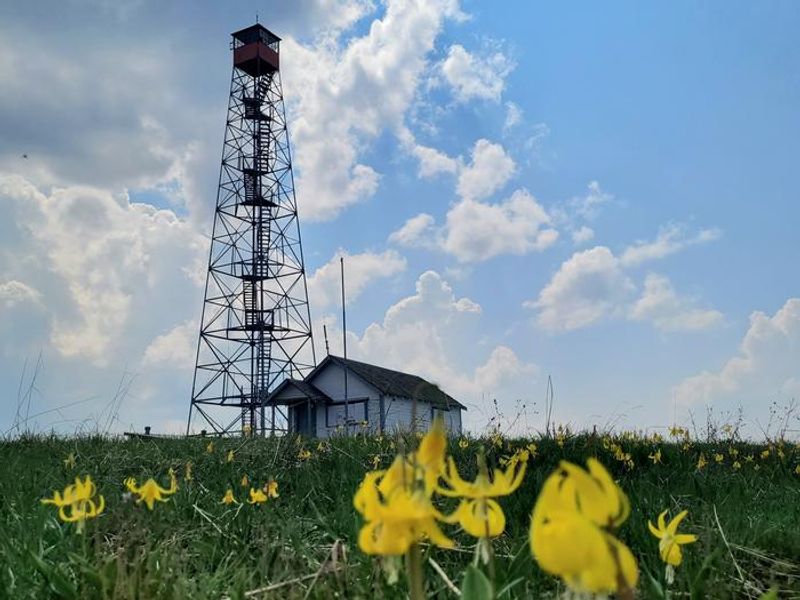 Clearwater Lookout with wildflowers