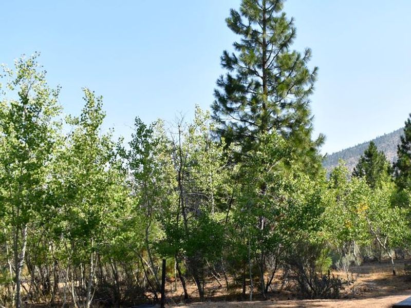 The aspen grove at Aspen Grove Campground, Eagle Lake