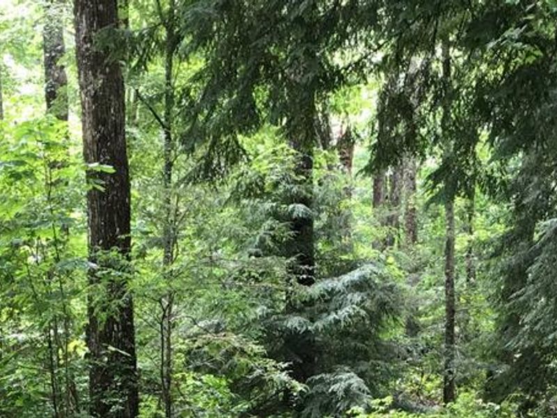 Dennis Cove Campground